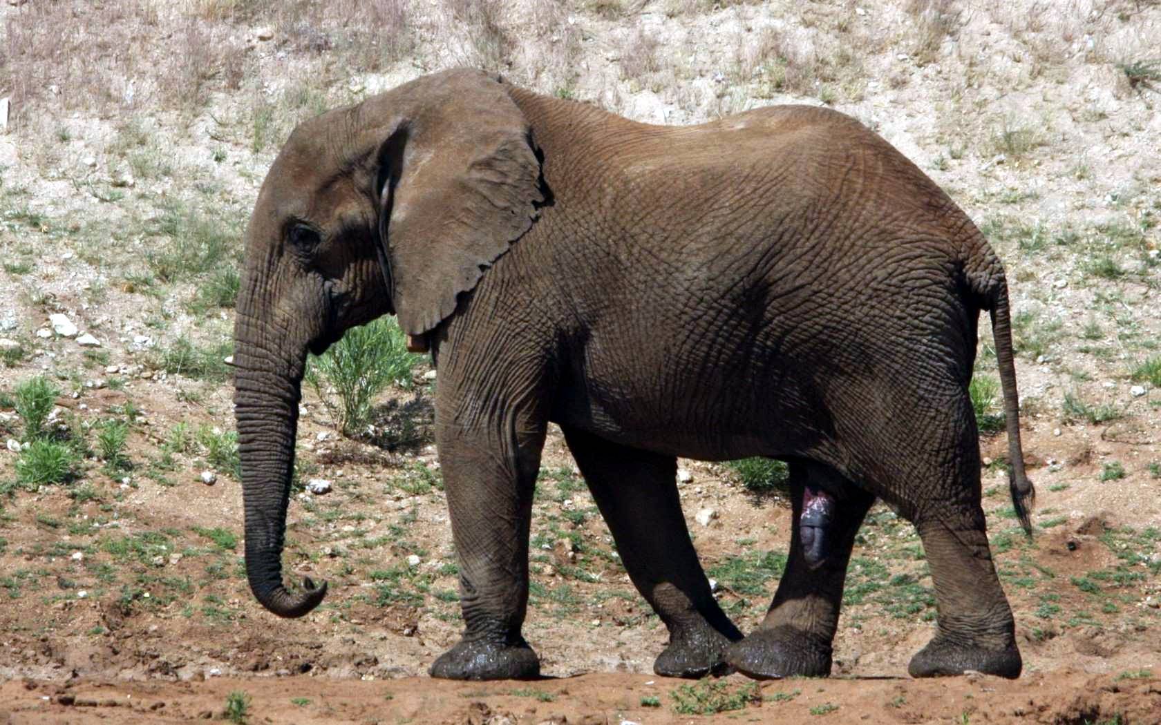 bilder tiere elefanten